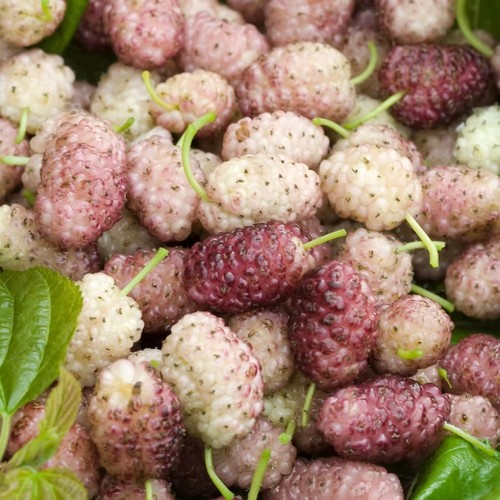 Pianta frutto gelso - pianta, sangue