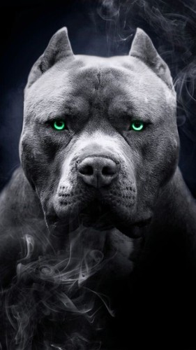 Ritratto cane pitbull amstaff - ritratto,