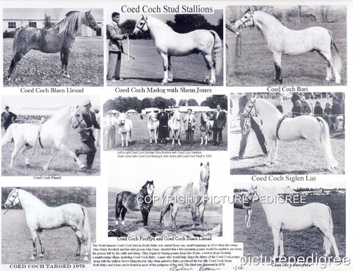 Gallese pony coed coch - coed, bari