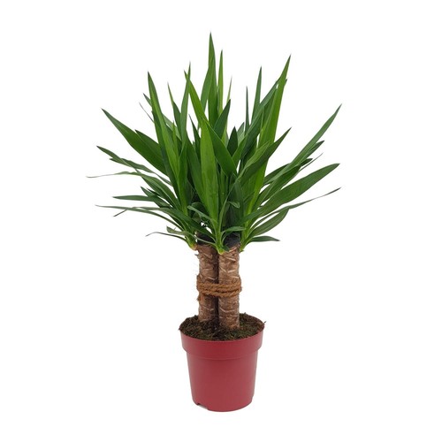 Yucca per interni - , ottima