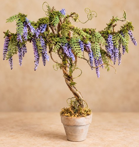 Albero glicine viola scala - albero,