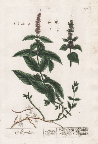 Minze mint mentha botanica - mint,