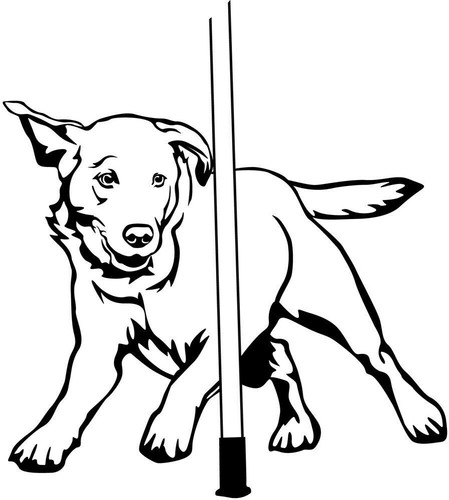 Adesivo labrador - labrador,