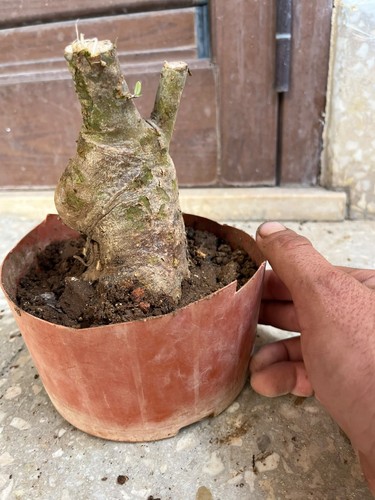 Bonsai olivastro macchia - olivastro,,