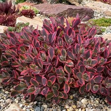 Sun Sparkler® Abbagliante