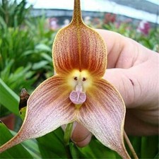 10 semi di ORCHIDEA A FORMA DI SCIMMIA