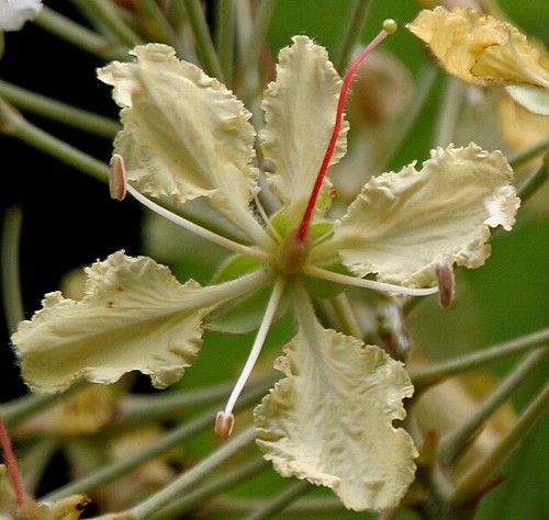 Bauhinia vahlii semi - bauhinia,