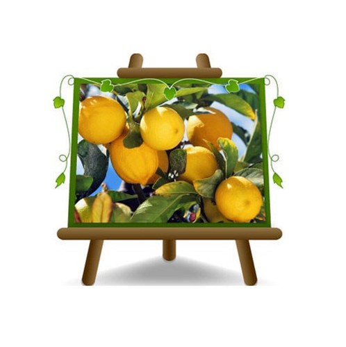 Agrumi limone citrus - limone,