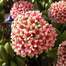 Crassula cv "springtime" -