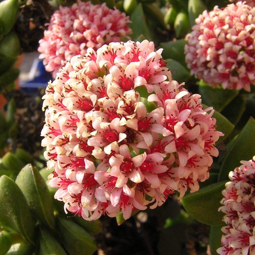 Crassula springtime - crassula, "springtime"