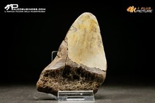 Dente di Carcharocles