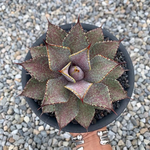 Mangave bloodspot agave - mangave,