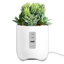 iHome Finta Succulenta con