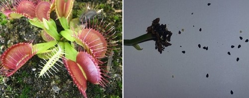 Semi dionaea muscipula - dionaea,