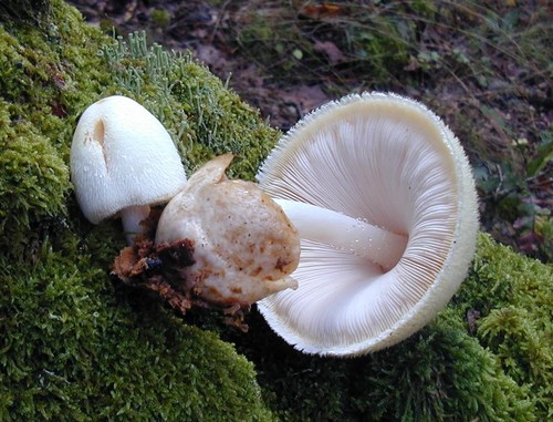 Volvariella bombycina mushroom - bombycina,