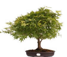 Bonsai - Acer palmatum