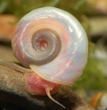 LUMACA ACQUARIO PLANORBARIUS CORNEUS BLU ROSA MARRONE +OMAGGIO MANGIME