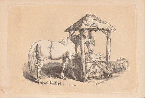 Cavallo hauspferd equus - cavallo, (equus