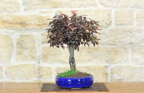 Bonsai prunus pissardii - bonsai,