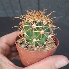 Ferocactus chrysacanthus