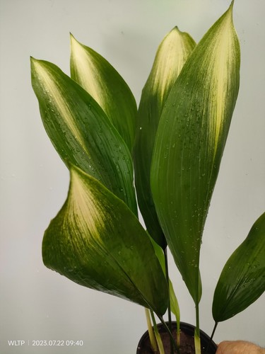 Aspidistra elatior asahi - aspidistra, 'asahi'