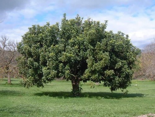 Semi ceratonia siliqua - 10,