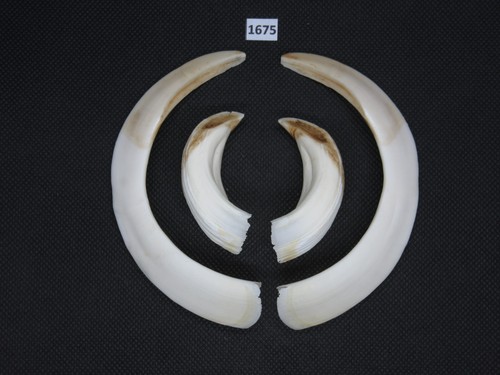 Wild boar tusks - (no., 1675)
