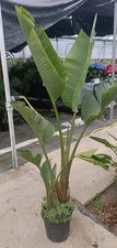 Pianta Di Strelitzia Augusta