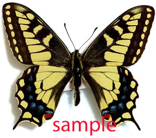 Papilio machaon - papilio,