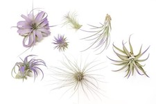 Purple Tillandsia Air Plants -
