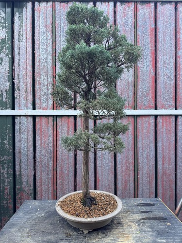 Bonsai ginepro tronco - bonsai,