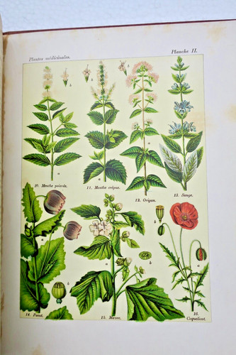 Giardino cappellaio matto - cappellaio,