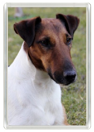 Smooth fox terrier dogs - smooth,