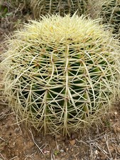 ECHINOCACTUS GRUSONII - PIANTA DA GIARDINO - CACTUS - DIAM 28/29 - H 22/23 CM