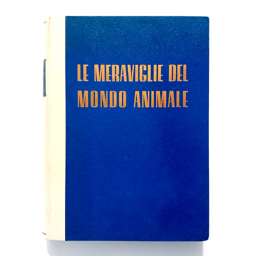 Meraviglie del mondo - meraviglie,