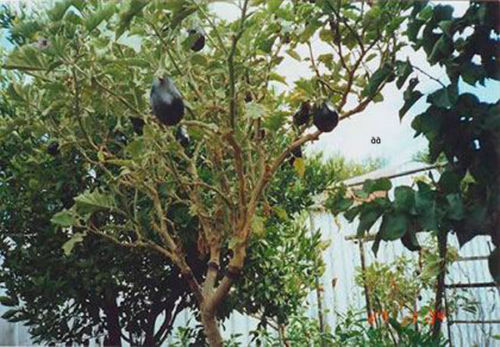 Solanum torvum albero della - solanum,