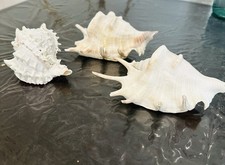 Lotto 3 Conchiglie Marine