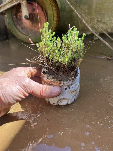Bonsai timo macchia - .,