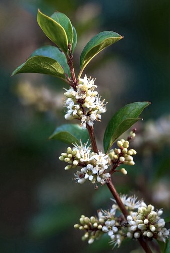 Ligustrum texanum ligustro - texanum, _