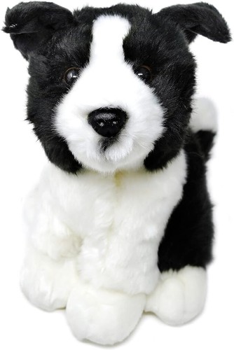 Borna the border collie - borna,