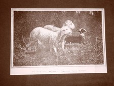 Pecorelle Quadro di Francesco Paolo Michetti del 1876