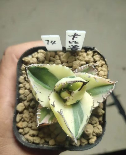 Raresucculent plant agave - raresucculent,