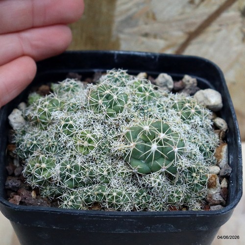 Coryphantha elephantidens