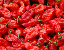 PEPERONCINO NAGA MORICH - 10 SEMI SELEZIONATI