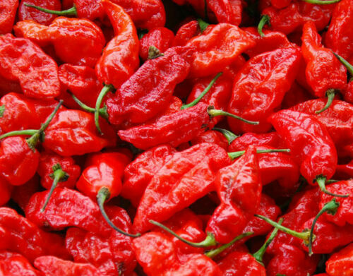 Peperoncino naga morich 10 - morich,
