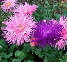 Aster seёds, 500 Aster