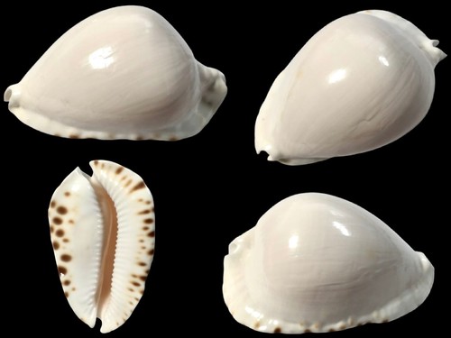 Cypraea zoila marginata - cypraea,,