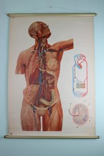 Poster Manifesto Corpo Umano Deutsches Hygeine Museum Vasi Linfatici Epoca 1978