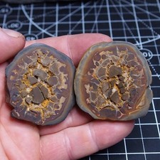 Fossile Settario Marocco 50