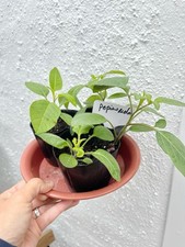 Pepino melon ginseng fruit - ginseng,